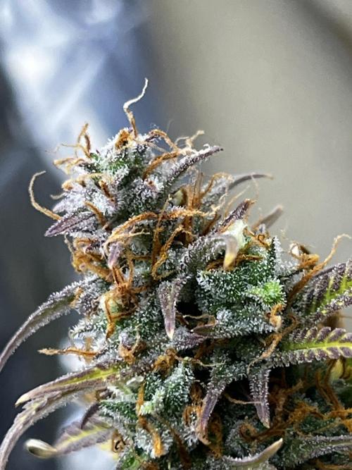 Back 2 The Future. Week 10