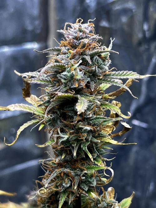 Back 2 The Future. Week 12 - First time with harvest pics