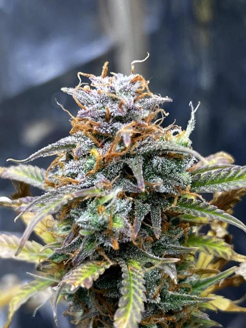 Back 2 The Future. Week 12 - Trichomes look milky