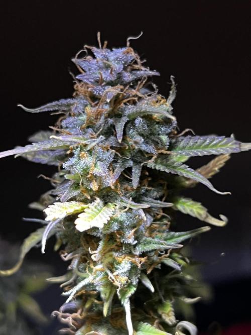 Back 2 The Future. Week 12