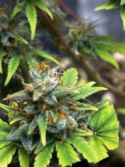 Back 2 The Future. Week 12