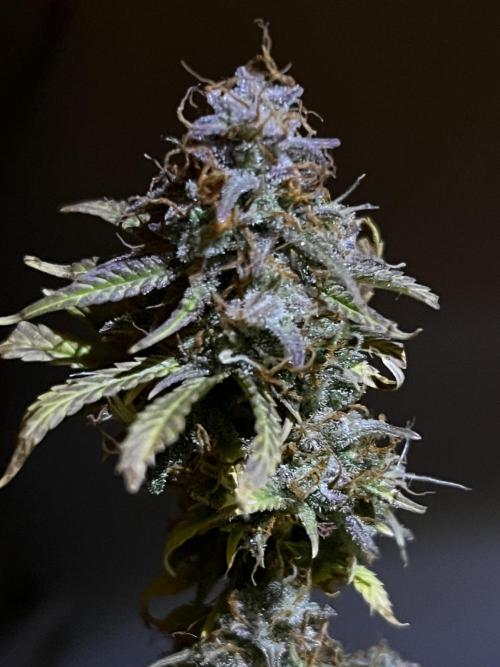 Back 2 The Future. Week 12