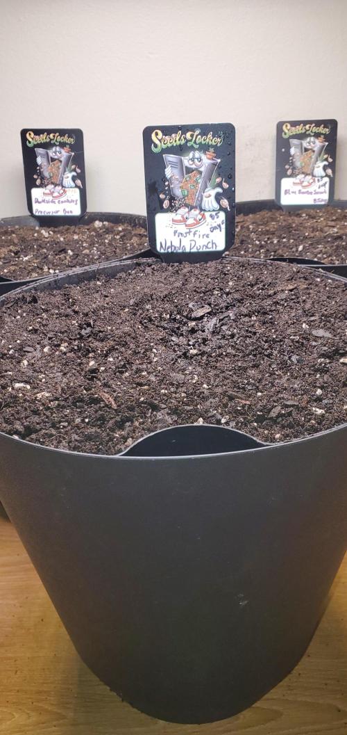 Blue Bourbon, Darkside Cookies & Nebula. Week 0 - Seedlings dropped in soil after 48hr towel soak!