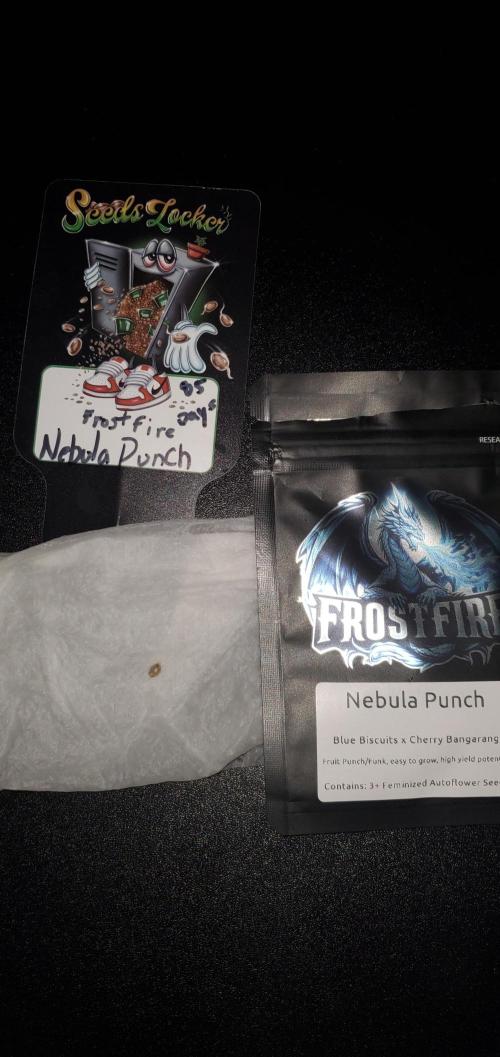 Blue Bourbon, Darkside Cookies & Nebula. Week 0 - Nebula Punch seed