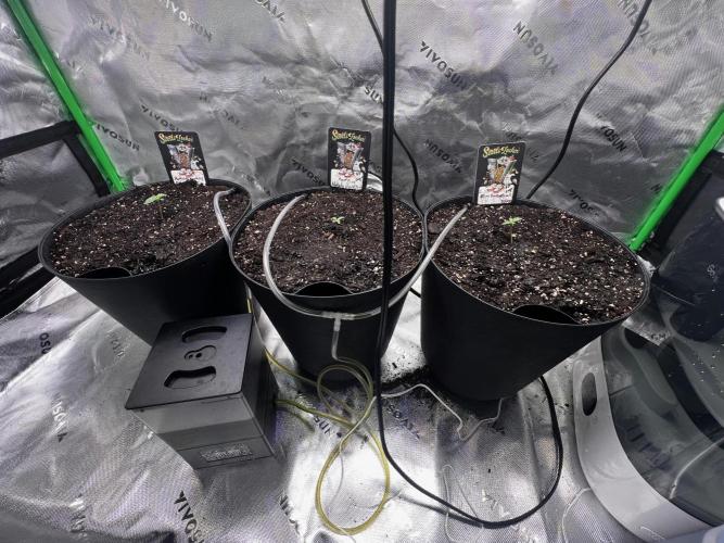 Blue Bourbon, Darkside Cookies & Nebula. Week 1 - All the babies chilling with each other