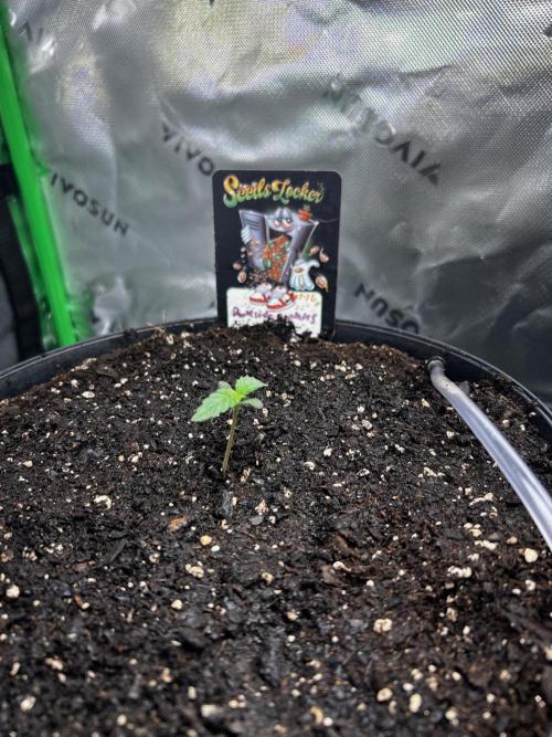 Blue Bourbon, Darkside Cookies & Nebula. Week 1 - Darkside Cookies