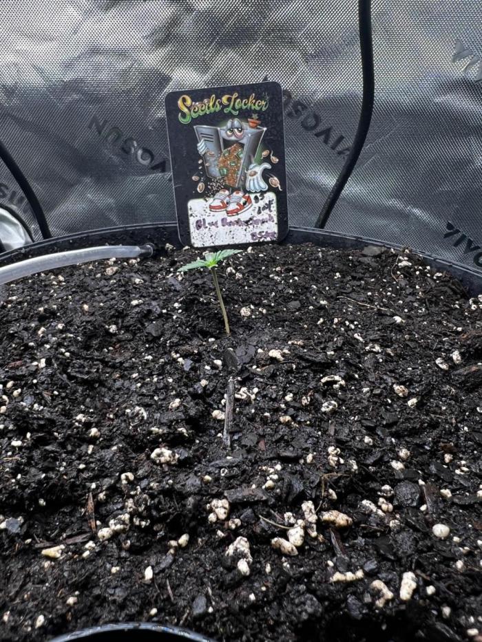 Blue Bourbon Smash Auto Aeque Genetics. Week 1 - Blue Bourbon Smash