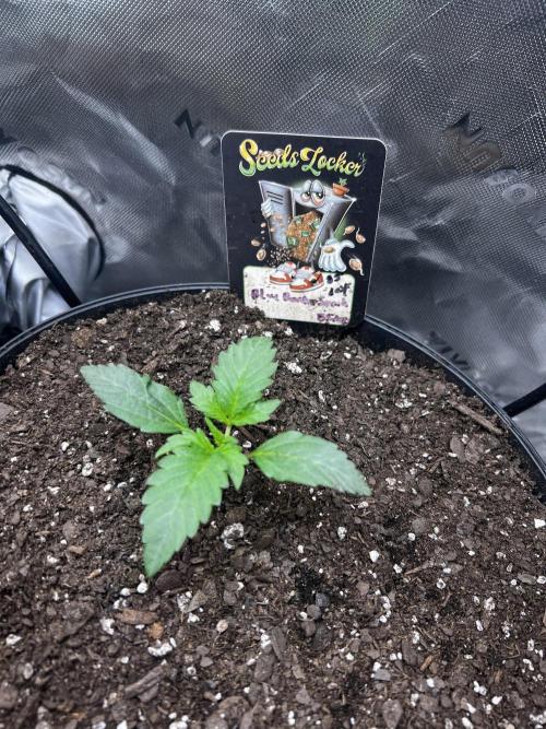 Blue Bourbon Smash Auto Aeque Genetics. Week 2 - She’s growing 2.2”

Leafs look good

Tight nodes 