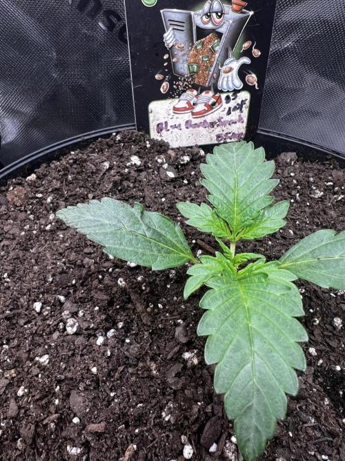 Blue Bourbon Smash Auto Aeque Genetics. Week 2