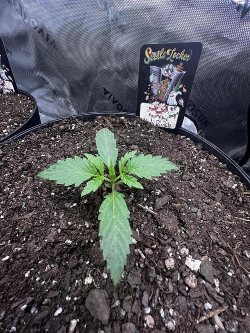 Blue Bourbon Smash Auto Aeque Genetics. Week 2