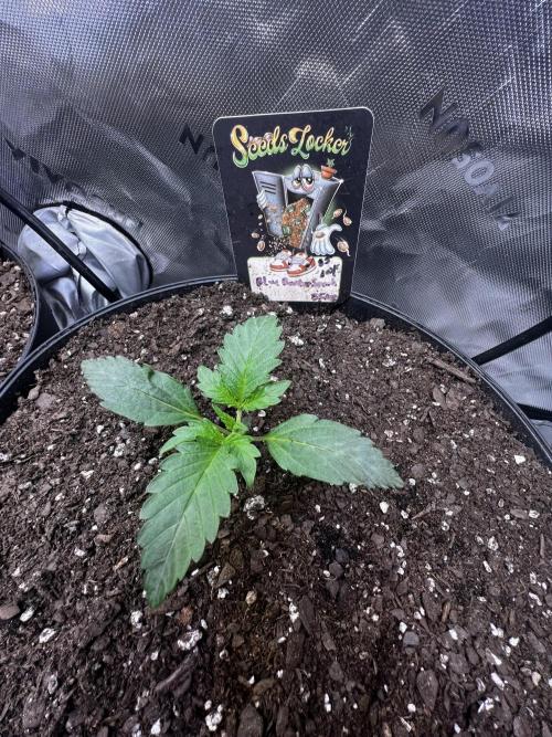 Blue Bourbon Smash Auto Aeque Genetics. Week 2