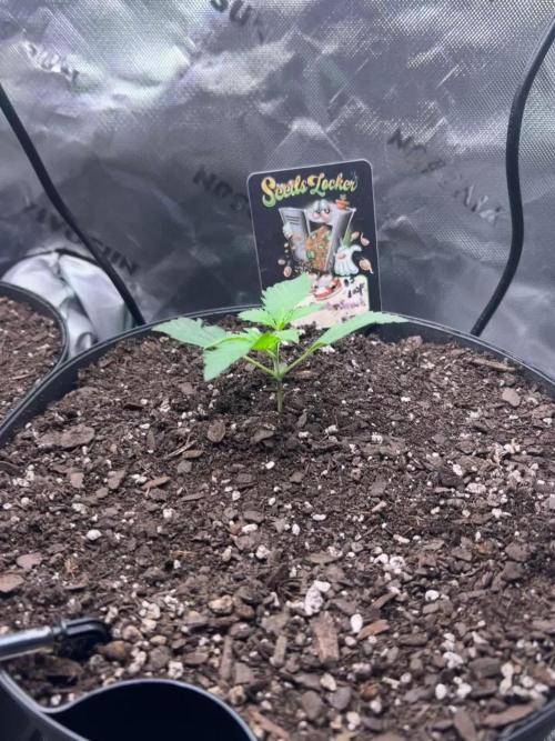 Blue Bourbon Smash Auto Aeque Genetics