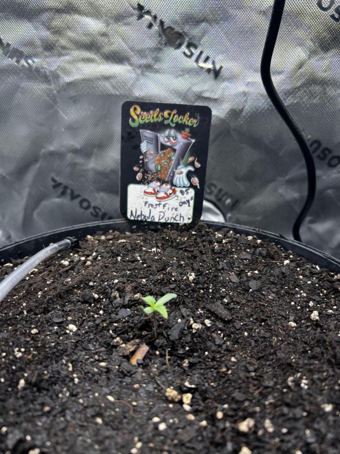 Nebula Punch Auto FrostFireSeeds. Week 0 - 🌏 Nebula Punch 