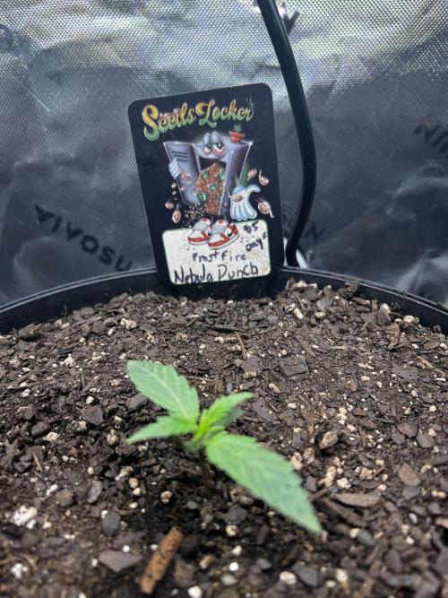 Nebula Punch Auto FrostFireSeeds. Week 1