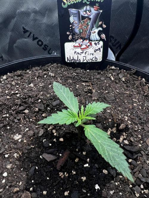 Nebula Punch Auto FrostFireSeeds. Week 1