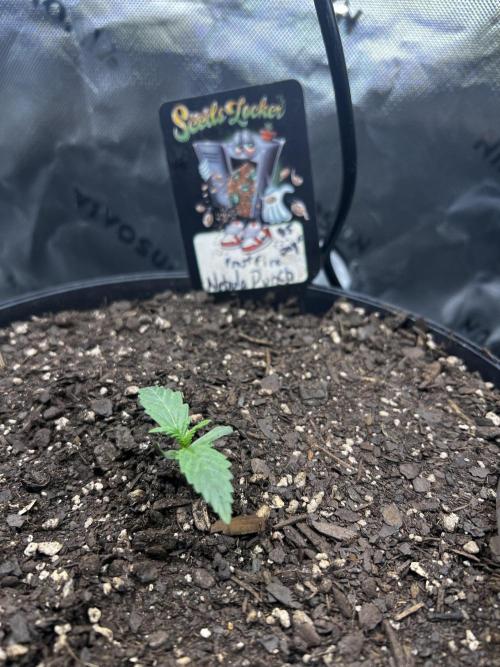Nebula Punch Auto FrostFireSeeds. Week 1