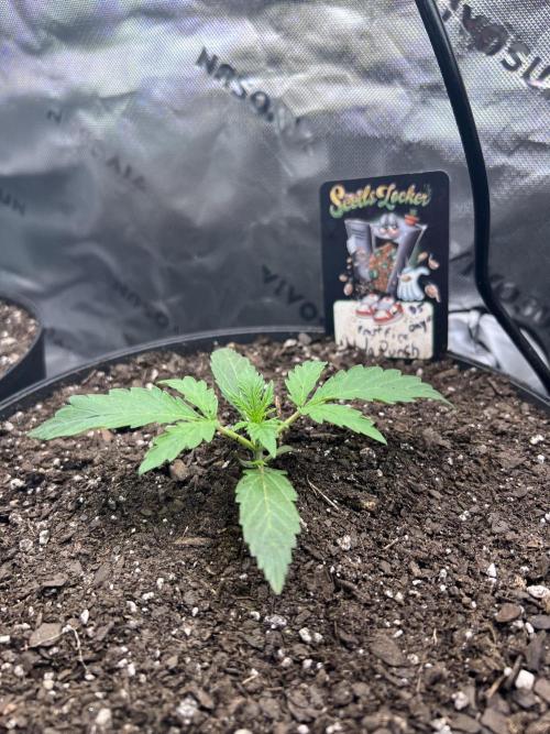 Nebula Punch Auto FrostFireSeeds. Week 2 - ✨ Nebula Punch 