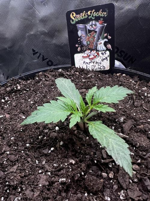 Nebula Punch Auto FrostFireSeeds. Week 2