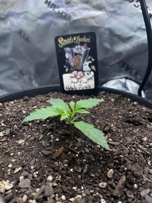 Nebula Punch Auto FrostFireSeeds. Week 2