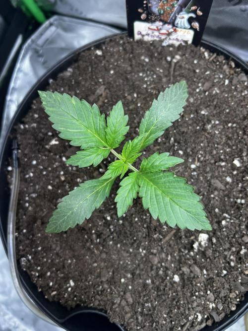 Nebula Punch Auto FrostFireSeeds. Week 2