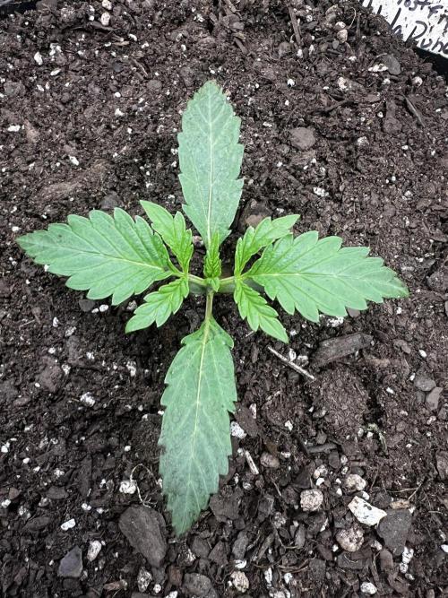 Nebula Punch Auto FrostFireSeeds. Week 2