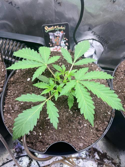 Nebula Punch Auto FrostFireSeeds. Week 3 - Nebula punch