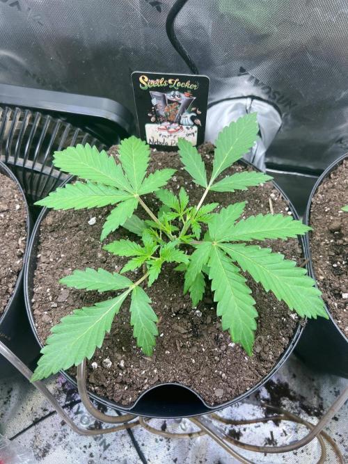 Nebula Punch Auto FrostFireSeeds. Week 3