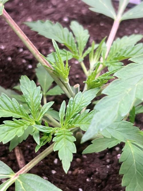 Nebula Punch Auto FrostFireSeeds. Week 3