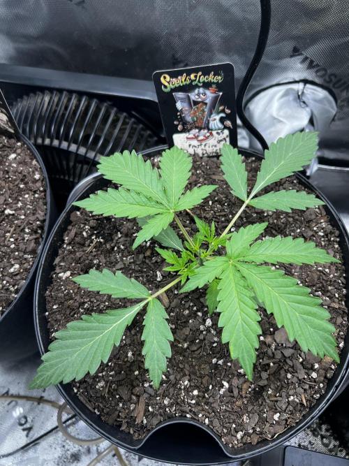 Nebula Punch Auto FrostFireSeeds. Week 3