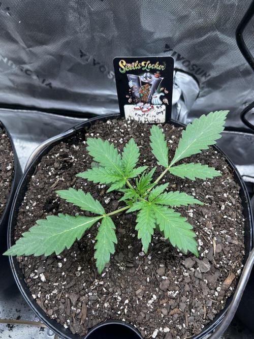 Nebula Punch Auto FrostFireSeeds. Week 3