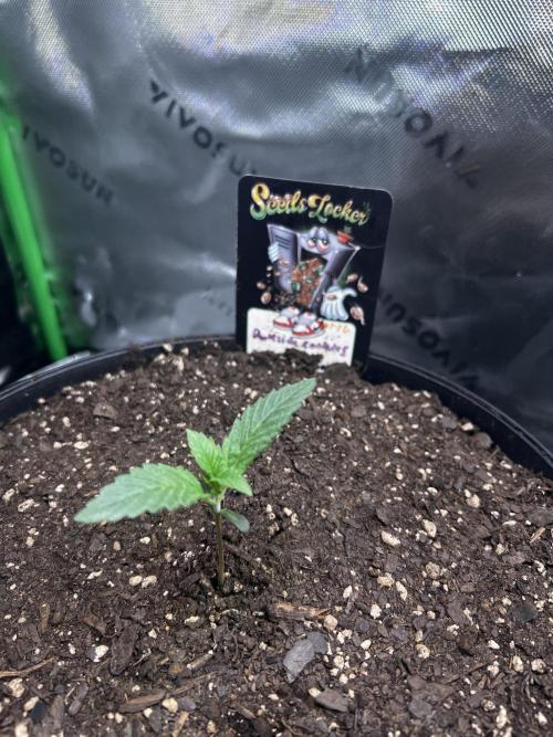 Darkside Cookies Auto Precursor Genetics. Week 1 - Darkside Cookies