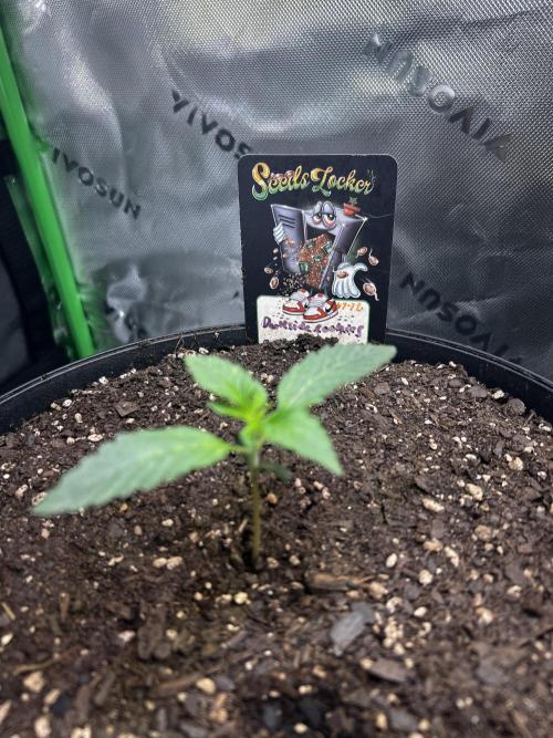 Darkside Cookies Auto Precursor Genetics. Week 1