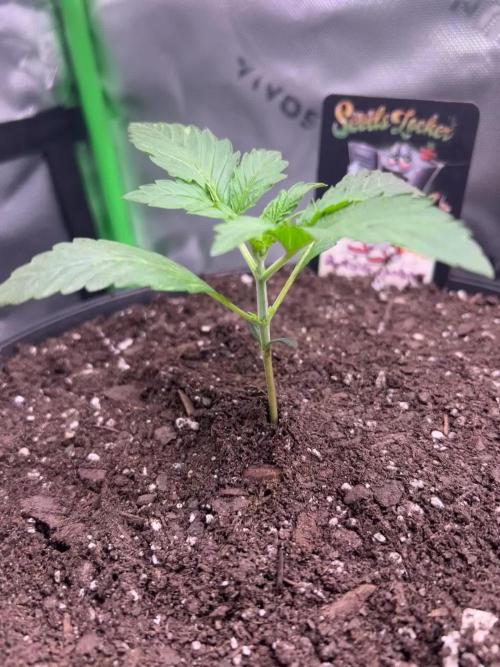 Precursor Genetics Darkside Cookies Auto