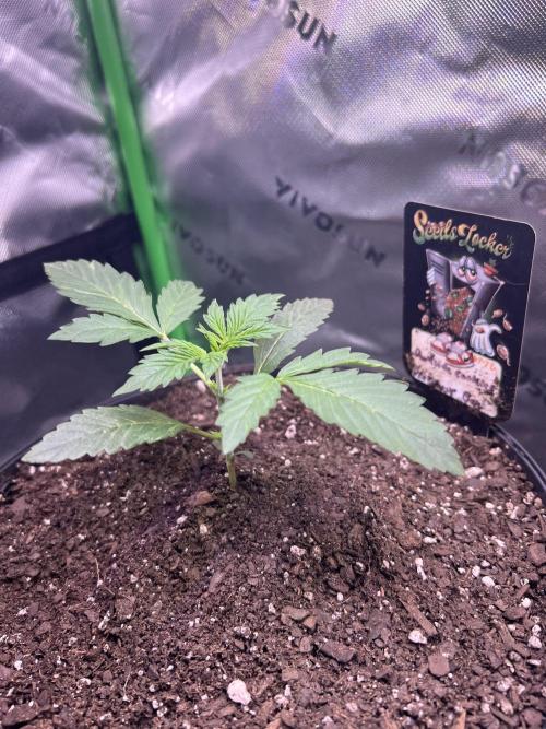 Darkside Cookies Auto Precursor Genetics. Week 2