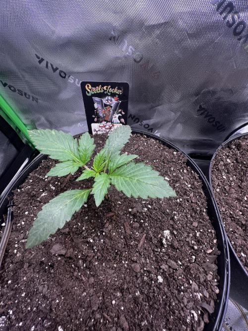 Darkside Cookies Auto Precursor Genetics. Week 2