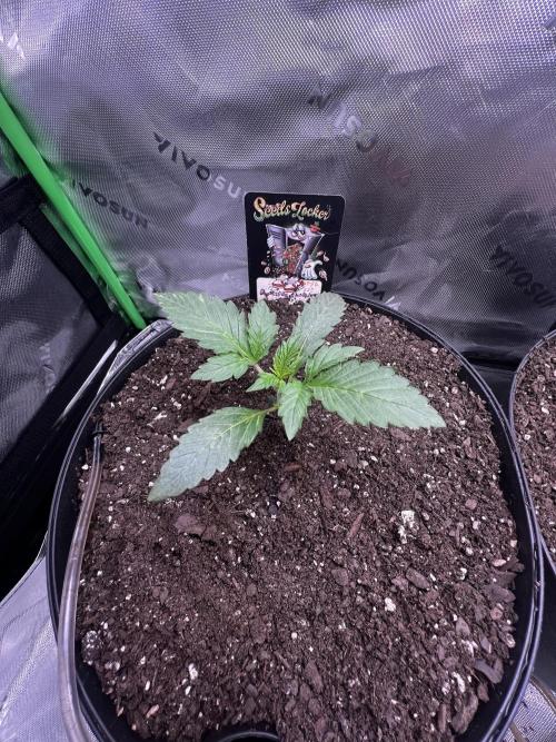 Darkside Cookies Auto Precursor Genetics. Week 2