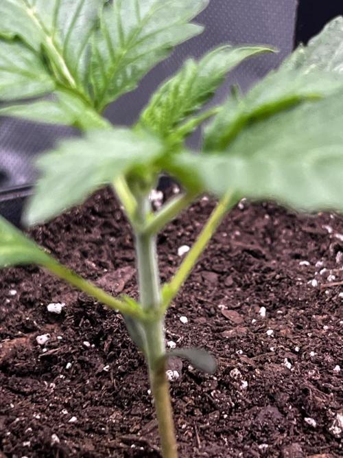 Darkside Cookies Auto Precursor Genetics. Week 2