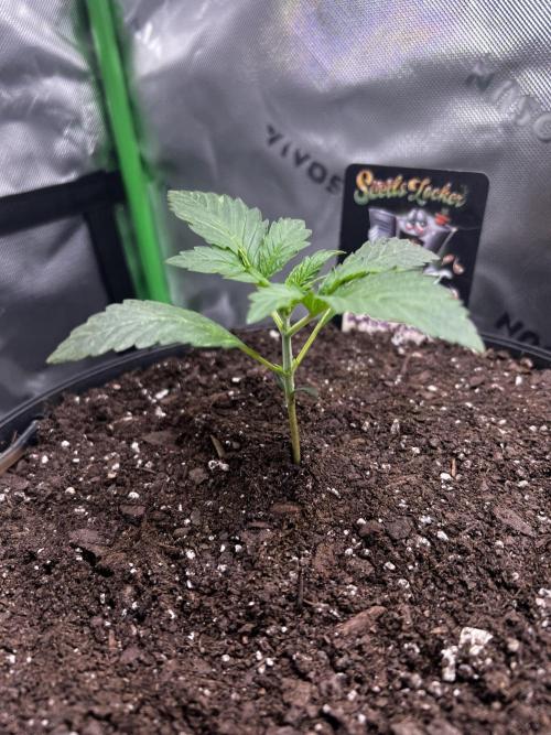 Darkside Cookies Auto Precursor Genetics. Week 2