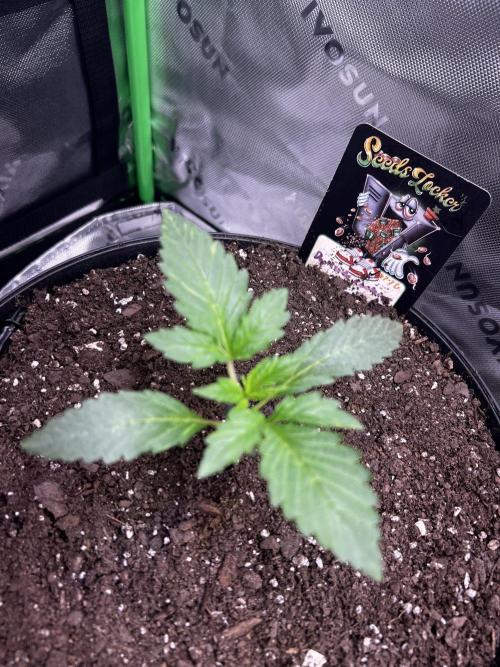 Darkside Cookies Auto Precursor Genetics. Week 2