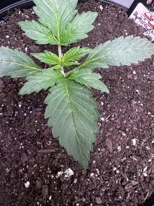 Darkside Cookies Auto Precursor Genetics. Week 2