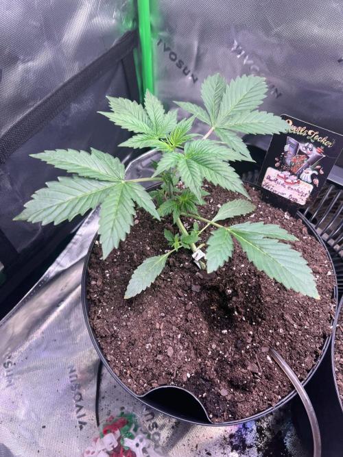 Darkside Cookies Auto Precursor Genetics. Week 3 - Darkside Cookies
