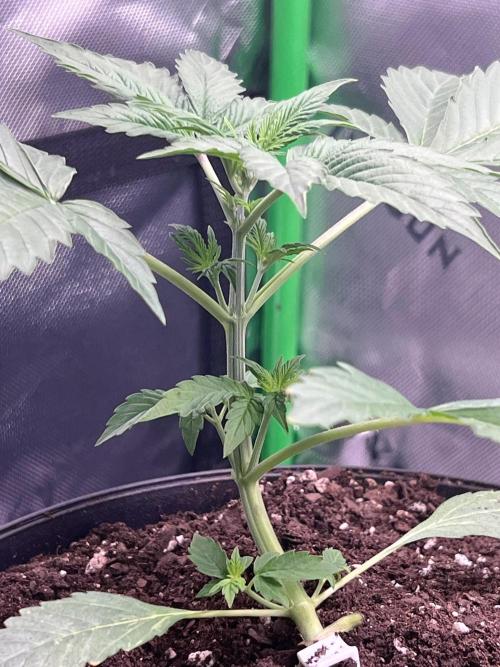 Darkside Cookies Auto Precursor Genetics. Week 3