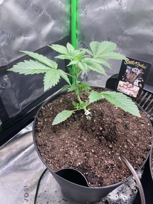 Darkside Cookies Auto Precursor Genetics. Week 3