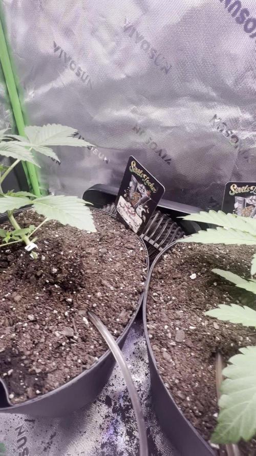 Darkside Cookies Auto Precursor Genetics