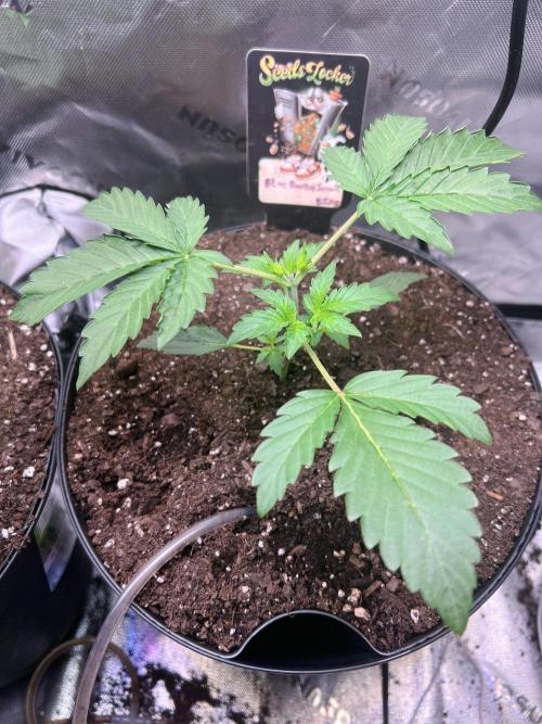 Blue Bourbon Smash Auto Aeque Genetics. Week 3