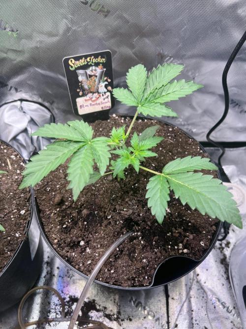 Blue Bourbon Smash Auto Aeque Genetics. Week 3
