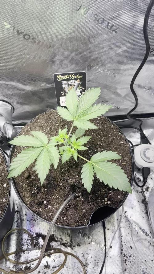 Blue Bourbon Smash Auto Aeque Genetics