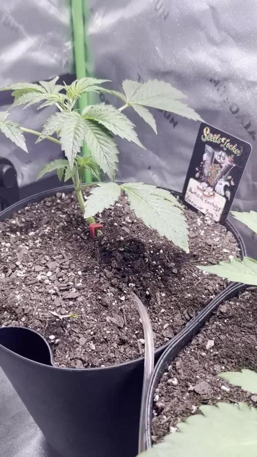 Blue Bourbon Smash Auto Aeque Genetics