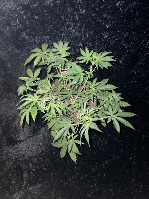 Blue Bourbon Smash Auto Aeque Genetics. Week 5