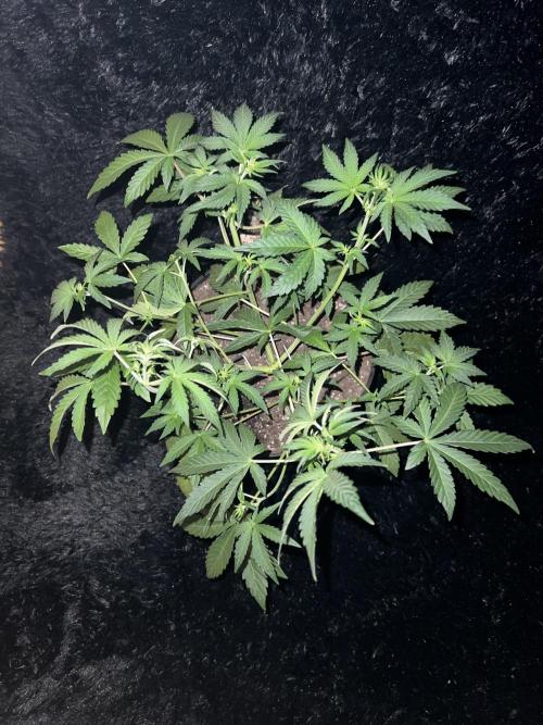 Blue Bourbon Smash Auto Aeque Genetics. Week 5